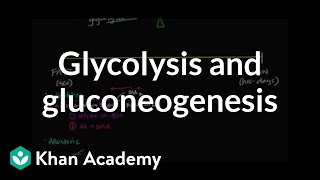 Regulation of glycolysis and gluconeogenesis  Biomolecules  MCAT  Khan Academy [upl. by Verneuil842]