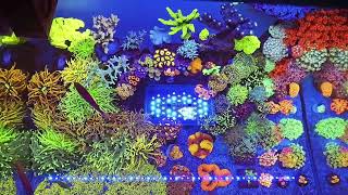 Reefwise Oceanics Thailand  Reef Tank 24inch 30 Gallons [upl. by High]