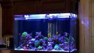 Dons HighTech Custom Reef Tank [upl. by Akili]