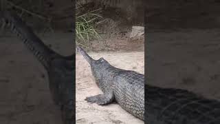 Gharial Crocodile🐊 youtube4animal crocodile crocodilian wildcreatures animaldocumentary gator [upl. by Currie]