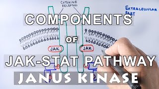 Components of JAKSTAT Pathway  JANUS KINASE amp STAT [upl. by Philine996]