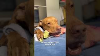 EU AMO ÔMEGA 3 🐟 pitbull alimentação rotinapet pets cachorros [upl. by Emeline983]