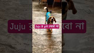 beagle dailyshorts dogshorts জুজুতে ভয় [upl. by Assilem]