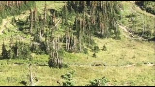 Video Hikers run from a grizzly bear in Glacier National Park [upl. by Husch219]