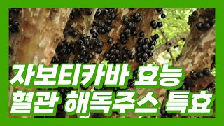 자보티카바 퓨레 효능 및 혈관 해독 주스 효과 변비 예방 [upl. by Rufena]