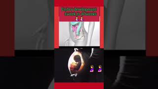 Fetus Development 1week to 40weeks pregnancy ♥️🥰🤱cutebaby 😗motherwomb trendingshorts [upl. by Raynard]