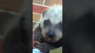 Baby Raccoon Sounds  What baby raccoons sound like [upl. by Sutsuj]