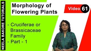 Morphology of Flowering Plants  NEET  Cruciferae or Brassicaceae Family  Part 1  Neela Bakore [upl. by Nmutua]