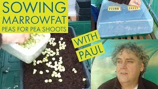 Sowing Marrowfat Peas for Pea Shoots January 2019 [upl. by Aguste866]