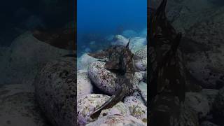 Meet the Wobbegong A Carpet Shark on the Move protectmarinelife [upl. by Webber]