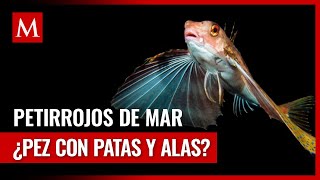 El increíble hallazgo de los petirrojos de mar ¿Peces con patas y alas [upl. by Esilehs]