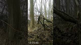 Sparrow hawk checking out the camera [upl. by Fredek331]