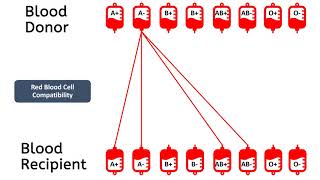 Blood Groups ABO amp Rh Types amp Their Importance in Blood Donation [upl. by Aiceila842]