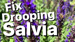 How to Care for Falling Salvia [upl. by Cowles]