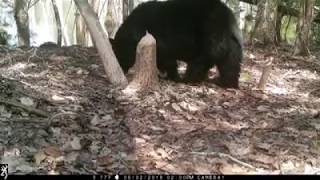 Westhampton Trail Cam Black bear [upl. by Khalin499]