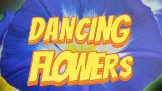 DANCING FLOWERS flowers dance vacation dancers [upl. by Earahs]