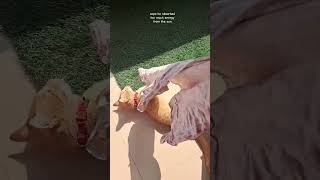 Sunshine absorber fypシ゚viral cat shortvideos foryou viralvideos funny sunkissed sunset [upl. by Ecila]