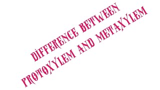 BSC BOTANYDIFFERENCE BETWEEN PROTOXYLEM AND METAXYLEMSEM1 [upl. by Nnaassilem]