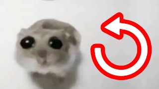 Sad Hamster REVERSED [upl. by Gottwald]