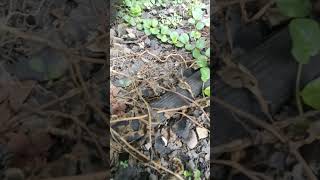 I found a centipede 😱😰 centipede arthropods scary millipede shorts [upl. by Ecirtahs]