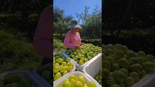 Harvesting Jujubes amp Durians satisfying shot [upl. by Eelibuj398]