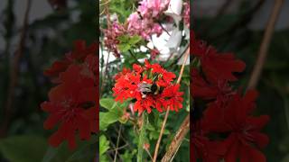 The red Lychnis Chalcedonica Maltesecross chalcedonica malthesecross redflower perennial [upl. by Arnon500]