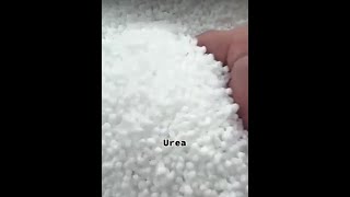 How to apply urea using spray method Part 2 [upl. by Willy]