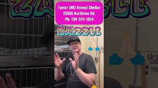 Zazzle 🔥 Taylor MI Animal Shelter AddressPh⬇️ Support PetzPaws at ⬇️ [upl. by Ardnasak]