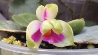 Phalaenopsis bellina [upl. by Sauder839]