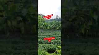 বলুন তো এটা কোন এলাকা shortvideo vairalvideo [upl. by Elleved]