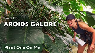 LARGEST AROID Collection in US Greenhouse Tour Philodendrons Monstera and More Part 2 — Ep 262 [upl. by Nielsen185]