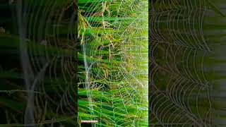 Spider net in morning nature shorts youtubeshorts viral spider flowers [upl. by Nick]