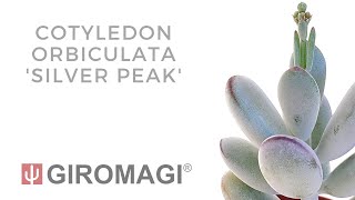 Cotyledon orbiculata Silver Peak [upl. by Enyad]