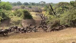 Wildebeest Migration Serengeti Western Corridor [upl. by Ongineb574]