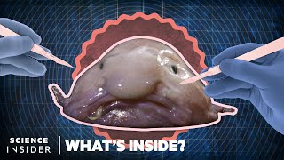 Whats Inside A Blobfish  Whats Inside  Science Insider [upl. by Eniamahs]