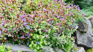 Dwarf Plumbago Hardy Plumbago Ceratostigma plumbaginoides [upl. by Perrin391]