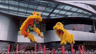 Acrobatic Lion Dance 舞狮高桩表演 Múa Lân by Khuan Loke 群樂  The Starling Mall Malaysia I CNY2023 4k [upl. by Oaoj]