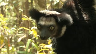 Lémuriens de Madagascar [upl. by Dorrie927]