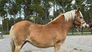 Haflinger Mare Driving [upl. by Leirej]