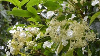 Hydrangea seemanii Mexican Climbing Hydrangea [upl. by Sturrock]