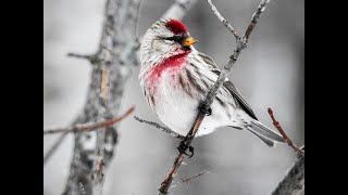 Common Redpoll Bird of the Month December [upl. by Ahsenrac]