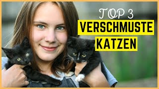 TOP 3 VERSCHMUSTE KATZENRASSEN  Katzen zum Schmusen auf der Couch [upl. by Nikal]