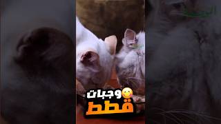 وجبة سريعة ومغذية للقطط سر الوصفة Shorts [upl. by Nivrad]