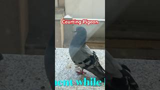 Courting Male Pigeon fairmonthotel restaurant entertainment birds shorts shortvideo pigeon [upl. by Azral650]