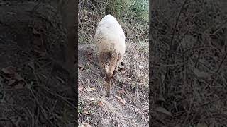 Naveed vlogs funny sheeps youtubeshorts reels viralvideo [upl. by Kristo338]