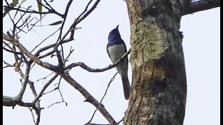 Leaden Flycatchers in the Moggill Forest [upl. by Ailemak]