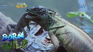 Born to be Wild Philippine sailfin lizards in Misamis Oriental [upl. by Cutcliffe642]