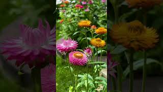 Helichrysum Bracteatum Everlasting Flower in my Garden Toronto 蜡菊花 20240718 [upl. by Celin]