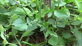 Medicinal Plant  Cupids Shaving Brush  Lilac Tasselflower  Emilia Sonchifolia [upl. by Surdna]