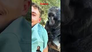 baboonshortvideo funny tigerlion wildanimal animals tiger shortfeed shortfeed cat [upl. by Eirrac773]